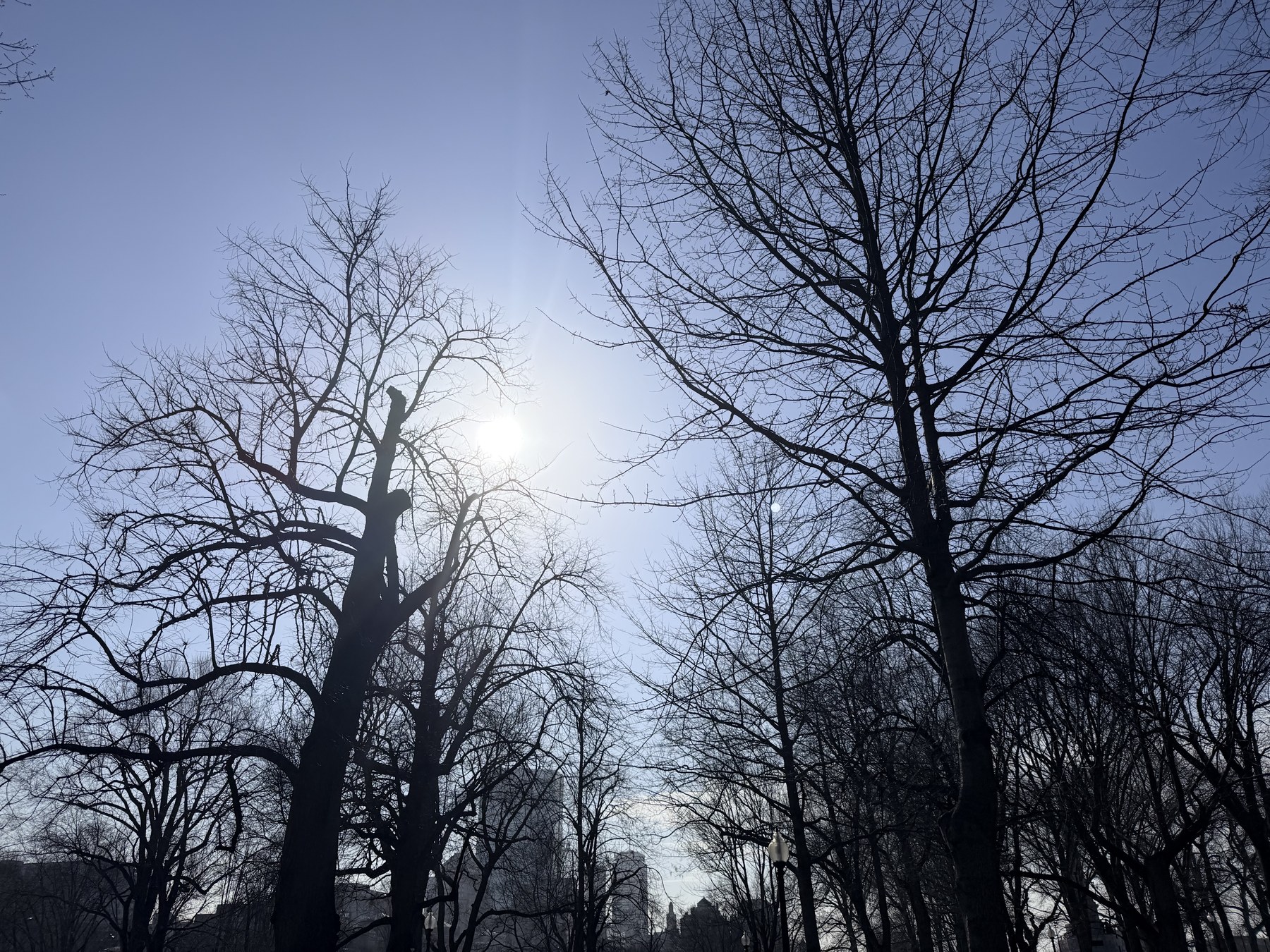 Trees against a bright winter sky